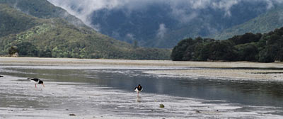 Abel Tasman Track near Awaroa