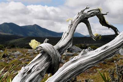 Heaphy Track Scenery