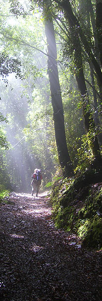 Heaphy Track Forest